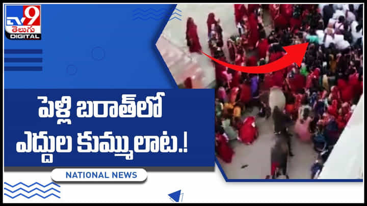 Bull Fighting: పెళ్లిలో అనుకోని అతిధుల హడావుడి..! పెళ్లి బరాత్లో ఎద్దుల కుమ్ములాట.! Bull Fighting: పెళ్లిలో అనుకోని అతిధుల హడావుడి..! పెళ్లి బరాత్లో ఎద్దుల కుమ్ములాట.!