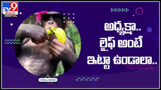 Elephant dance: ‘ఈ వర్షం సాక్షిగా’.. అంటూ డ్యాన్స్‌ చేస్తున్న ఏనుగు.. వీడియో చూసి నెటిజన్లు ఫిదా…