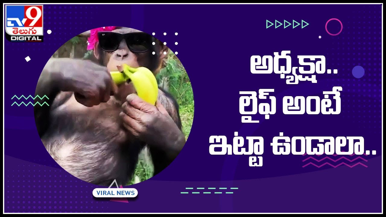Chimpanji funny video: అధ్యక్షా.. లైఫ్ అంటే ఇట్టా ఉండాలా.. కూలింగ్‌ గ్లాస్‌, చెవిలో పూలతో అచ్చం మోడల్‌లా..