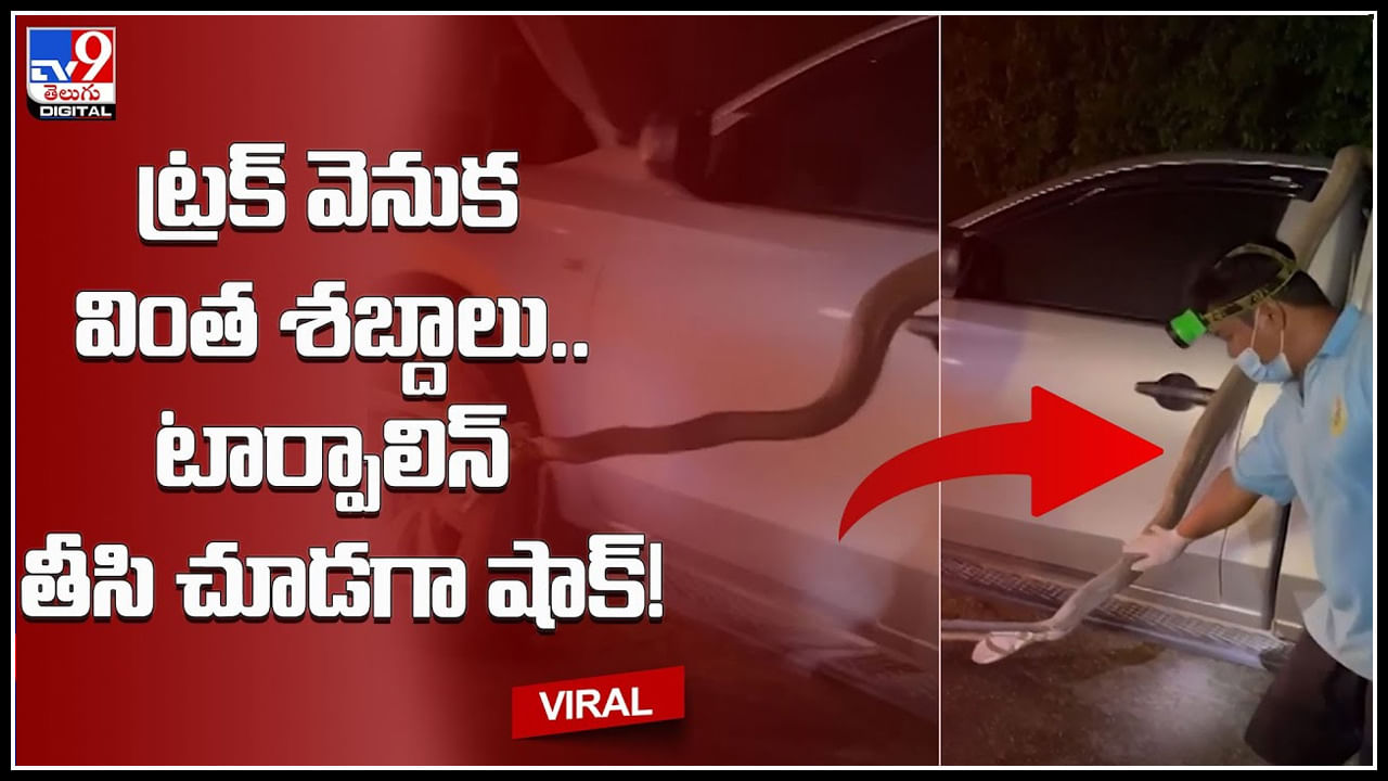 Viral video: ట్రక్ వెనుక  వింత శబ్దాలు.. టార్పాలిన్ తీసి చూడగా షాక్‌.! గుండెధైర్యం ఉన్నవాళ్లే చూడండి..!