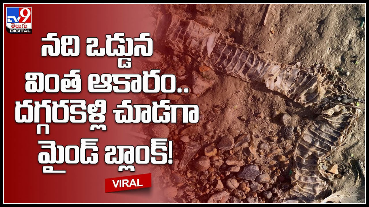 Viral video: నది ఒడ్డున వింత ఆకారం.. దగ్గరకెళ్లి చూడగా మైండ్ బ్లాంక్..! సర్కులేట్ అవుతున్న వీడియో..