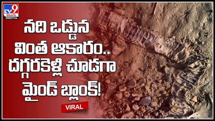 Viral video: నది ఒడ్డున వింత ఆకారం.. దగ్గరకెళ్లి చూడగా మైండ్ బ్లాంక్..! సర్కులేట్ అవుతున్న వీడియో.. Viral video: నది ఒడ్డున వింత ఆకారం.. దగ్గరకెళ్లి చూడగా మైండ్ బ్లాంక్..! సర్కులేట్ అవుతున్న వీడియో..