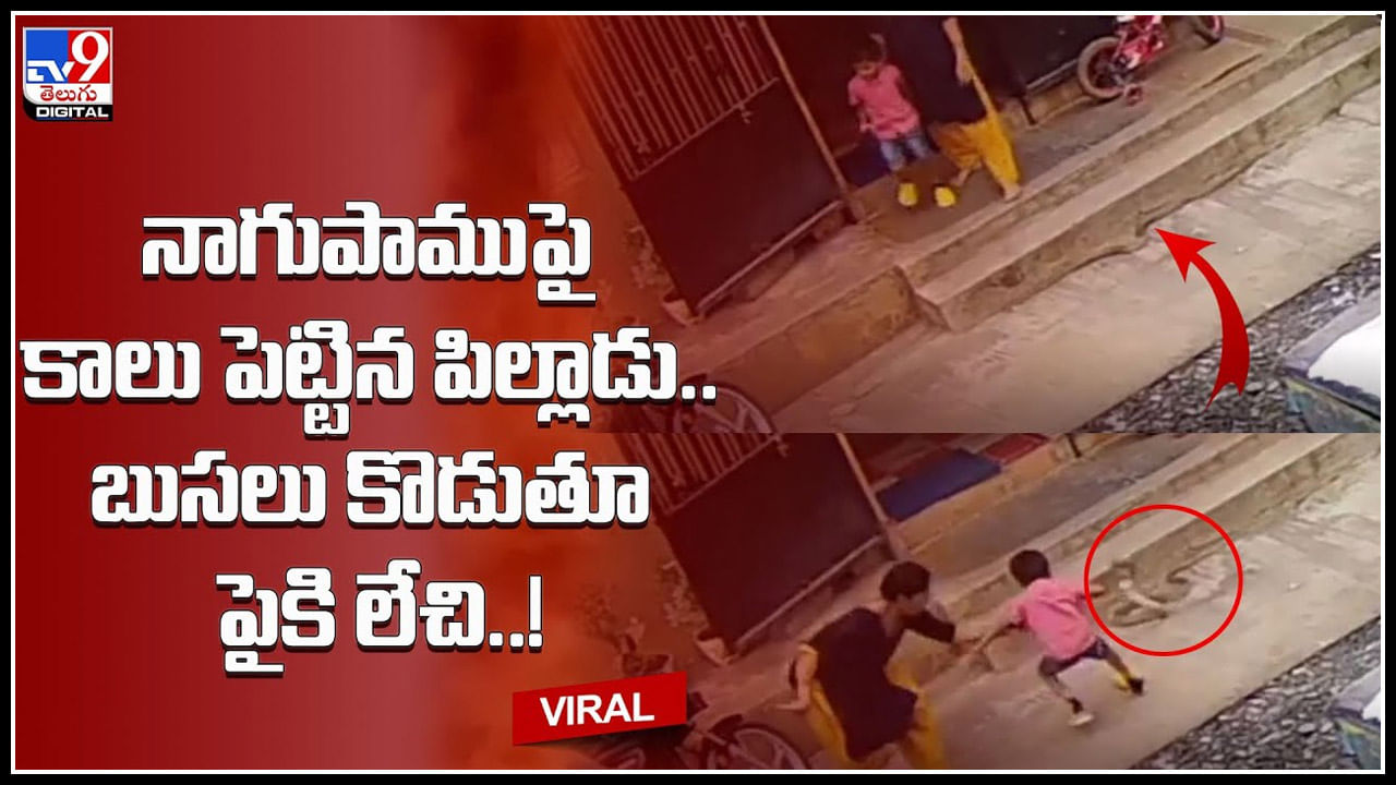 Child-Cobra Video: నాగుపాముపై కాలు పెట్టిన పిల్లాడు.. బుసలు కొడుతూ పైకి లేచిన కోబ్రా.. ట్రేండింగ్ లో ఉన్న వీడియో..