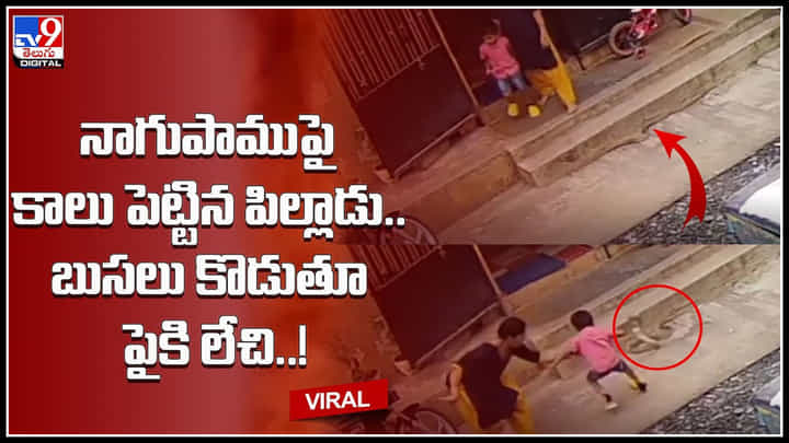 Child-Cobra Video: నాగుపాముపై కాలు పెట్టిన పిల్లాడు.. బుసలు కొడుతూ పైకి లేచిన కోబ్రా.. ట్రేండింగ్ లో ఉన్న వీడియో.. Child-Cobra Video: నాగుపాముపై కాలు పెట్టిన పిల్లాడు.. బుసలు కొడుతూ పైకి లేచిన కోబ్రా.. ట్రేండింగ్ లో ఉన్న వీడియో..