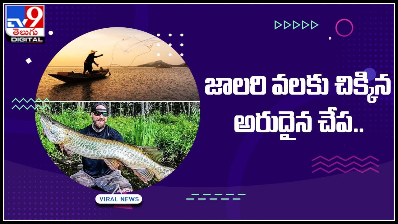 Monster fish: జాలరి వలకు చిక్కిన అరుదైన చేప.. నెట్టింట వైరల్‌ అవుతున్న టైగర్‌ మస్కీ ఫిష్‌..