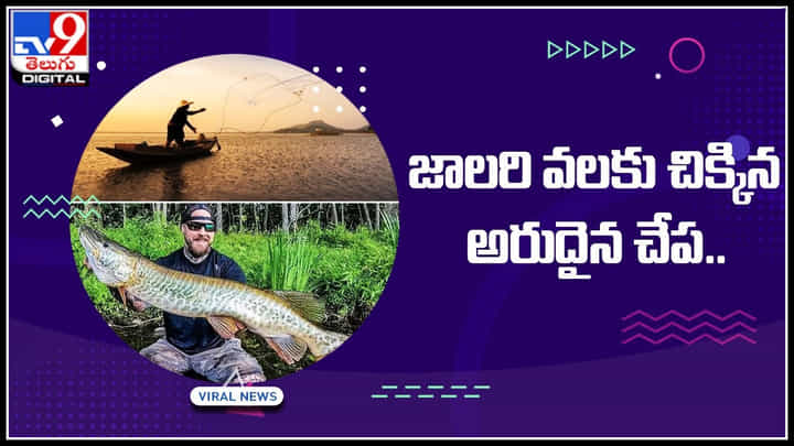 Monster fish: జాలరి వలకు చిక్కిన అరుదైన చేప.. నెట్టింట వైరల్ అవుతున్న టైగర్ మస్కీ ఫిష్.. Monster fish: జాలరి వలకు చిక్కిన అరుదైన చేప.. నెట్టింట వైరల్ అవుతున్న టైగర్ మస్కీ ఫిష్..
