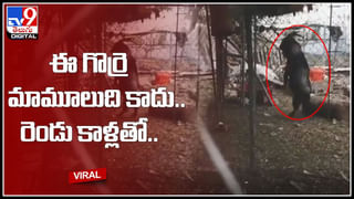 Bull attack: ఎడ్ల పోటీల్లో అపశృతి.. యువకుడ్ని పడేసి కుమ్మేసిన ఎద్దు.. ఈ షాకింగ్ వీడియో చూసి నెటిజన్స్ రియాక్షన్..