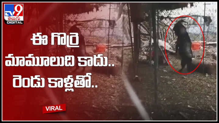 Sheep Viral Video: ఈ గొర్రె మామూలుది కాదు.. రెండు కాళ్లతో నడుస్తూ నెట్టింట హల్ చల్.. ట్రెండ్ అవుతున్న వీడియో.. Sheep Viral Video: ఈ గొర్రె మామూలుది కాదు.. రెండు కాళ్లతో నడుస్తూ నెట్టింట హల్ చల్.. ట్రెండ్ అవుతున్న వీడియో..