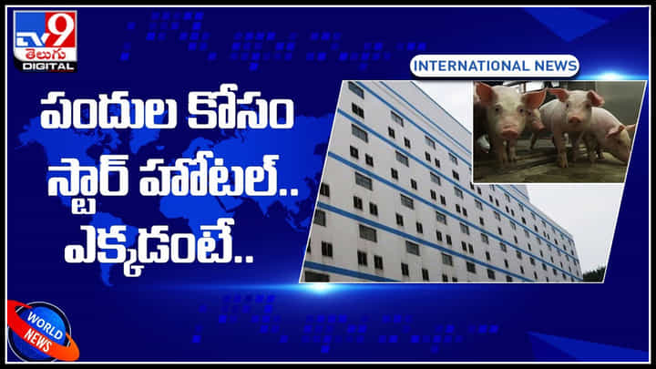 పందుల కోసం స్టార్ హోటల్ లాంటి భవనం.. బిల్డింగ్ చూసి షాక్ అవుతున్న నెటిజన్స్.. ఎక్కడంటే..? పందుల కోసం స్టార్ హోటల్ లాంటి భవనం.. బిల్డింగ్ చూసి షాక్ అవుతున్న నెటిజన్స్.. ఎక్కడంటే..?