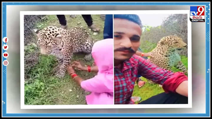 Rakhi to Leopard: ఈమెకెంత ధైర్యం..చిరుతపులికే రాఖీ కట్టింది.. నెట్టింట హల్ చల్ చేస్తున్న వీడియో.. Rakhi to Leopard: ఈమెకెంత ధైర్యం..చిరుతపులికే రాఖీ కట్టింది.. నెట్టింట హల్ చల్ చేస్తున్న వీడియో..