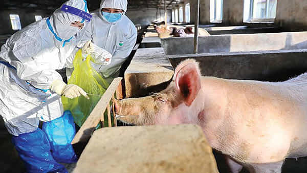 Health alert: వరుస మహమ్మారుల దాడి.. పంజాబ్లో ఆఫ్రికన్ స్వైన్ ఫీవర్ నిర్ధారణ.. ముందస్తు హెచ్చరికలు చేసిన ప్రభుత్వం..