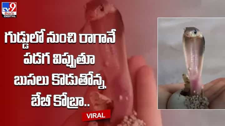 గుడ్డులో నుంచి రాగానే పడగ విప్పుతూ బుసలు కొడుతోన్న బేబీ కోబ్రా !! వీడియో చూస్తే జలదరించాల్సిందే గుడ్డులో నుంచి రాగానే పడగ విప్పుతూ బుసలు కొడుతోన్న బేబీ కోబ్రా !! వీడియో చూస్తే జలదరించాల్సిందే