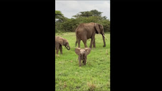 Viral Video: ప్రతి ఒక్కరూ ప్రేమలో పడే జాతి..! ఈ కుక్కలను పెంచుకున్న వారికే వాటి లక్షణాలు తెలుసు..