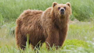 Viral Video: వామ్మో ఈ అమ్మాయికి ఎన్ని గుండెలు.. అతి పెద్ద పైథాన్‌ను ఎలా ముద్దు చేస్తుందో చూడండి