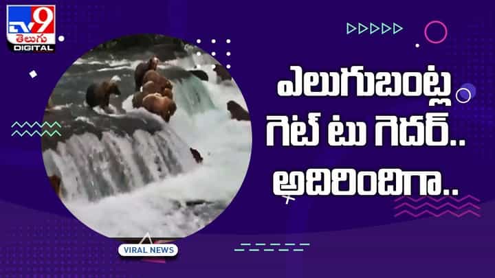 సెలయేట్లో ఎలుగుబంట్ల గెట్ టుగెదర్ !! ట్వీట్లతో హోరెత్తిస్తున్న నెటిజన్లు సెలయేట్లో ఎలుగుబంట్ల గెట్ టుగెదర్ !! ట్వీట్లతో హోరెత్తిస్తున్న నెటిజన్లు
