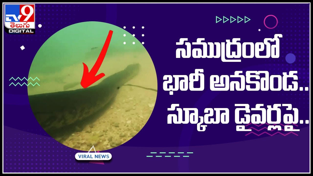 Biggest Anaconda: సముద్రంలోకి స్కూబాడైవింగ్‌ వెళ్లిన వ్యక్తులు.. సముద్రం అడుగున భారీ అనకొండను చూసి షాక్‌.!