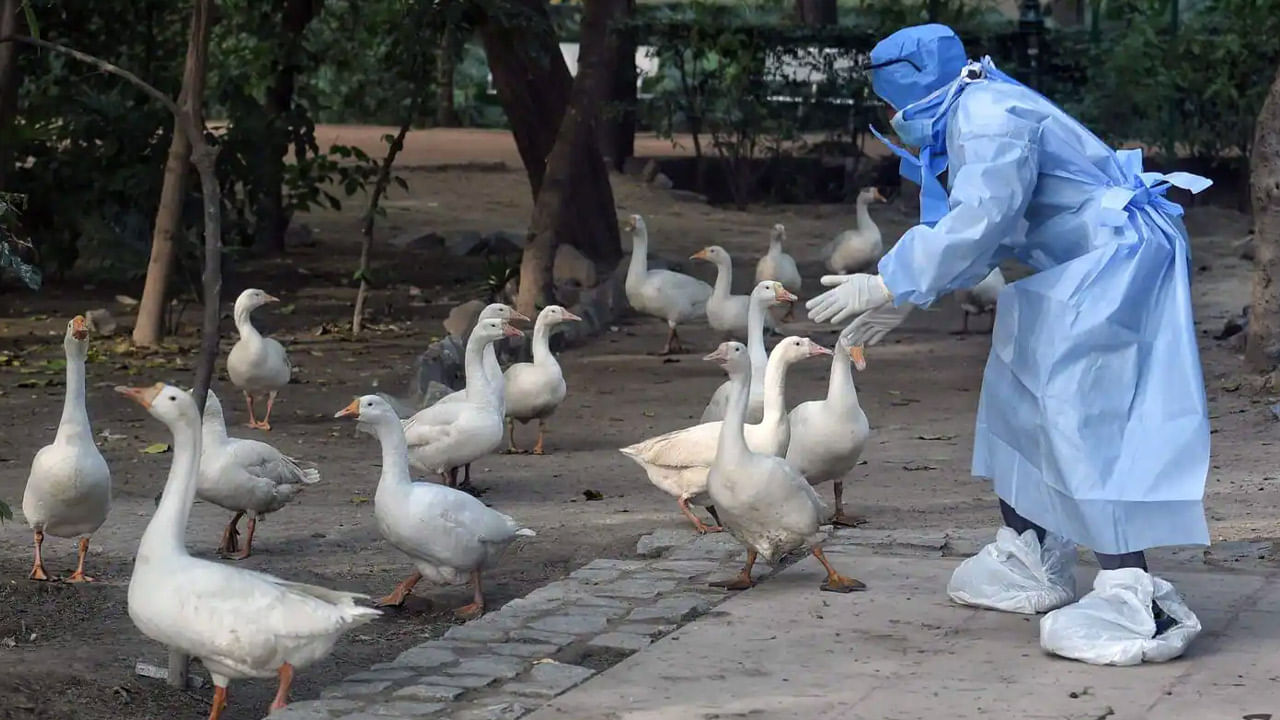 Bird flu మరోసారి బర్డ్‌ఫ్లూ కలకలం.. 10 వేలకు పైగా బాతులను చంపేసిన