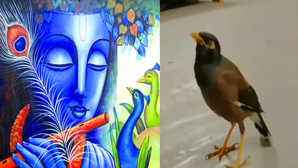 Viral Video: కృష్ణుడి భక్తుడిగా మారిన పక్షి.. హరే కృష్ణ అంటూ కన్నయ్య నామాన్ని జపిస్తున్న మైనా.. వీడియో వైరల్..