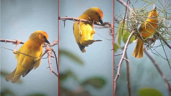 Viral Video: ఈ పక్షి తన గూడును ఎలా కట్టుకుంటుందో చూస్తే ఆశ్చర్యపోతారు.. వీడియో వైరల్