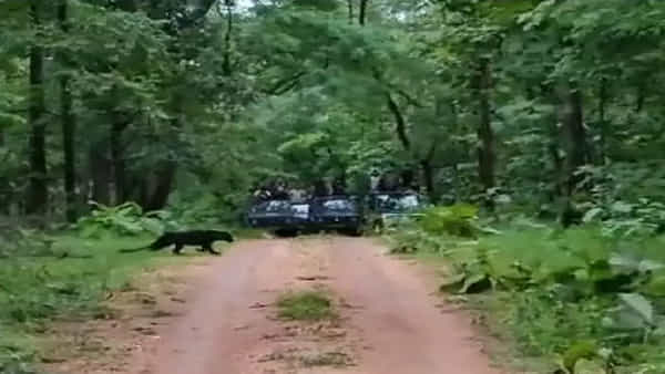 Viral Video: అభయారణ్యంలో అరుదైన బ్లాక్ పాంథర్.. రోడ్ క్రాస్ చేస్తూ హల్చల్.. వైరలవుతున్న వీడియో