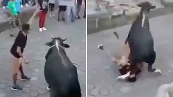 Viral Video: ఎద్దుతో ఆటలు.. కిందపడేసి కుమ్మేసింది.. నెట్టింట వైరలవుతోన్న వీడియో
