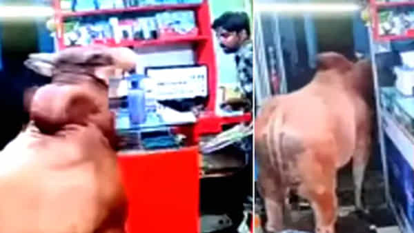 Viral Video: సెల్ఫోన్ షాప్కొచ్చిన ఎద్దులు.. తెగ కుమ్మేసుకున్నాయ్.. పాపం దుకాణదారుడి పరిస్థితి..!