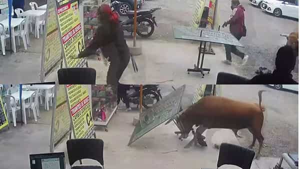 Viral Video: చిర్రెత్తుకొచ్చి బీభత్సం సృష్టించిన ఎద్దు.. వీడియో చూస్తే వెన్నులో వణుకు పుట్టాల్సిందే.. వైరల్ వీడియో