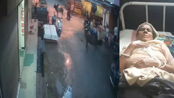 Bull attacked: వీధుల్లో విచ్చలవిడిగా పశువుల సంచారం.. మహిళను ఎత్తిపడేసిన ఎద్దు.. నగరపాలక వ్యవస్థపై నెటిజన్ల ఫైర్