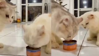 Video Viral: ప్లీజ్ ఫ్రెండ్స్.. ఇలాంటి సాహసాలు అస్సలు చేయకండి.. లేకుంటే ఇలాంటివి తప్పవు