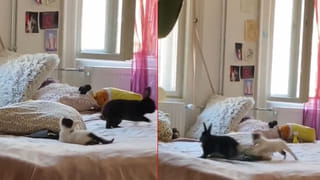 Boy – King Cobra: కింగ్ కోబ్రాతో ఆటలేంట్రా.. బుడ్డోడి  ధైర్యానికి విస్తు పోవాల్సిందే.. ట్రెండ్ అవుతున్న వీడియో..