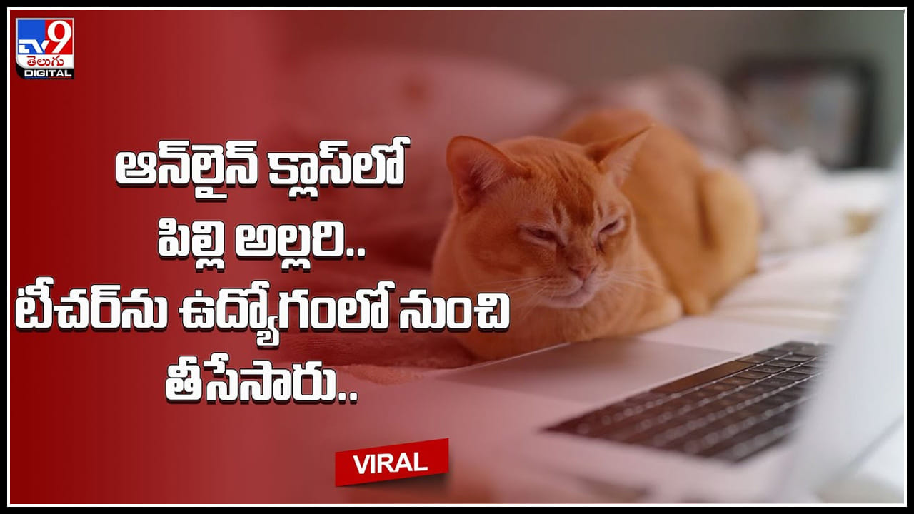 Cat Viral video: ఆన్లైన్ క్లాస్లో పిల్లి అల్లరి.. టీచర్ను ఉద్యోగంలో నుంచి తీసేసారు.. ఎందుకో తెలిస్తే షాకే.. Cat Viral video: ఆన్లైన్ క్లాస్లో పిల్లి అల్లరి.. టీచర్ను ఉద్యోగంలో నుంచి తీసేసారు.. ఎందుకో తెలిస్తే షాకే..