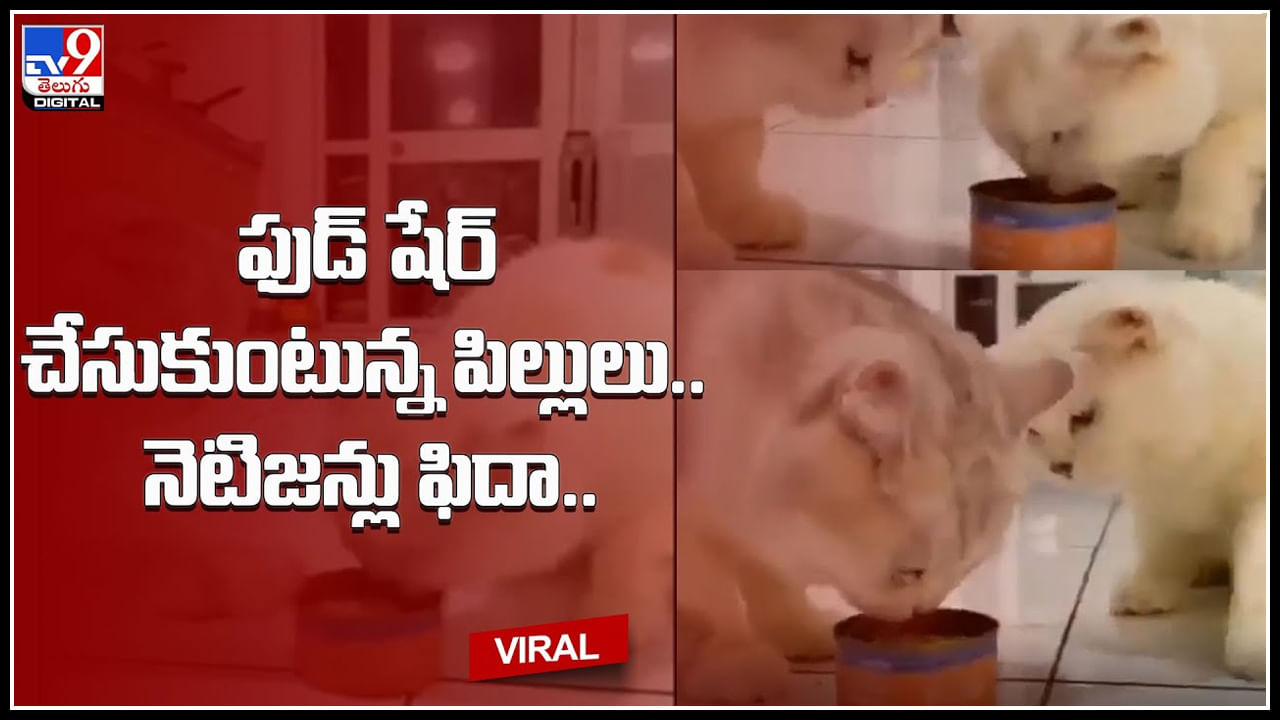 Cats sharing food: ఫుడ్‌ షేర్‌ చేసుకుంటున్న పిల్లులు.. ఈ క్యూట్ వీడియో చూసి నెటిజన్లను ఫిదా..!