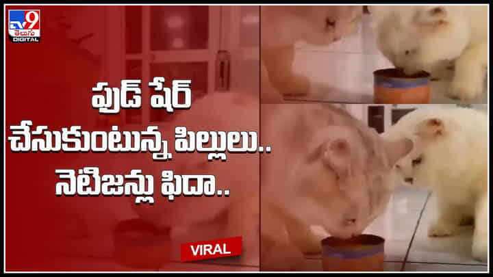 Cats sharing food: ఫుడ్ షేర్ చేసుకుంటున్న పిల్లులు.. ఈ క్యూట్ వీడియో చూసి నెటిజన్లను ఫిదా..! Cats sharing food: ఫుడ్ షేర్ చేసుకుంటున్న పిల్లులు.. ఈ క్యూట్ వీడియో చూసి నెటిజన్లను ఫిదా..!