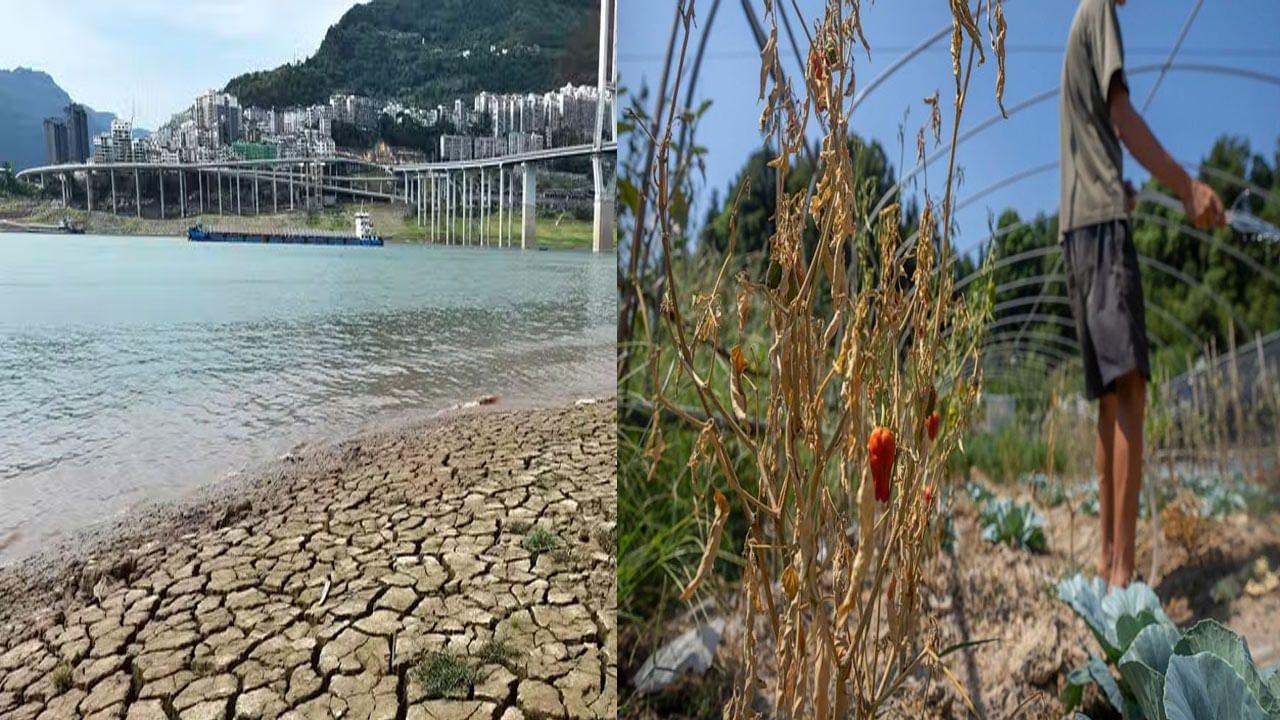 China Drought: కరువు కోరల్లో చైనా.. ఎండుతున్న పంటలు.. పెరుగుతున్న ఆకలికేకలు.. పదిమంది మృతి