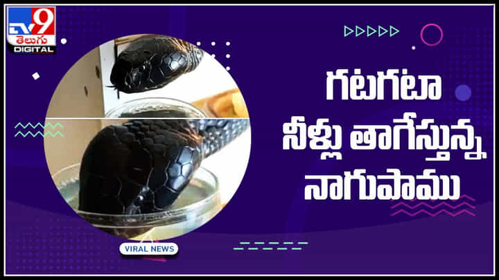 cobra drinking water: గ్లాసుతో గటగటా నీళ్లు తాగేస్తున్న నాగుపాము.. ట్రెండ్ అవుతున్న వీడియో.. cobra drinking water: గ్లాసుతో గటగటా నీళ్లు తాగేస్తున్న నాగుపాము.. ట్రెండ్ అవుతున్న వీడియో..