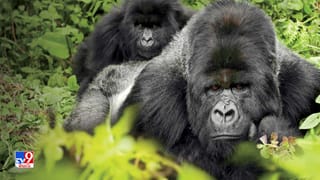 Viral Video: కిచెన్‏లో సరదాగా వంట చేస్తు్న్న యువకుడు.. ఆకస్మాత్తుగా కదిలిన కుర్చీ, టెబుల్.. అతడి రియాక్షన్ చూస్తే నోరెళ్లబెడతారు..