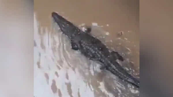 Viral Video: భారీవర్షాలతో కాలనీలోకి మొసలి.. హడలెత్తిపోయిన స్థానికులు.. వీడియో వైరల్