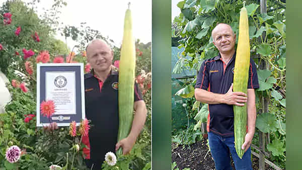World record: రైతు పొలంలో పండిన అపూర్వ కీరదోసకాయ.. 113.4 సెం.మీ పొడవుతో గిన్నిస్ వరల్డ్ రికార్డ్ బ్రేక్
