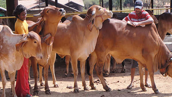 Natural Farming: దేశీయ ఆవుల పెంపకం కోసం ఆ రాష్ట్ర ప్రభుత్వం సంచలన నిర్ణయం.. రైతులకు నెలకు ఆర్ధిక సాయం అందజేత..