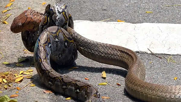 King Cobras Fight: కొండచిలువ, కింగ్కోబ్రా నడుమ భీకర పోరు..గెలుపెవరిదో తెలియాలంటే వీడియో చూడాల్సిందే..