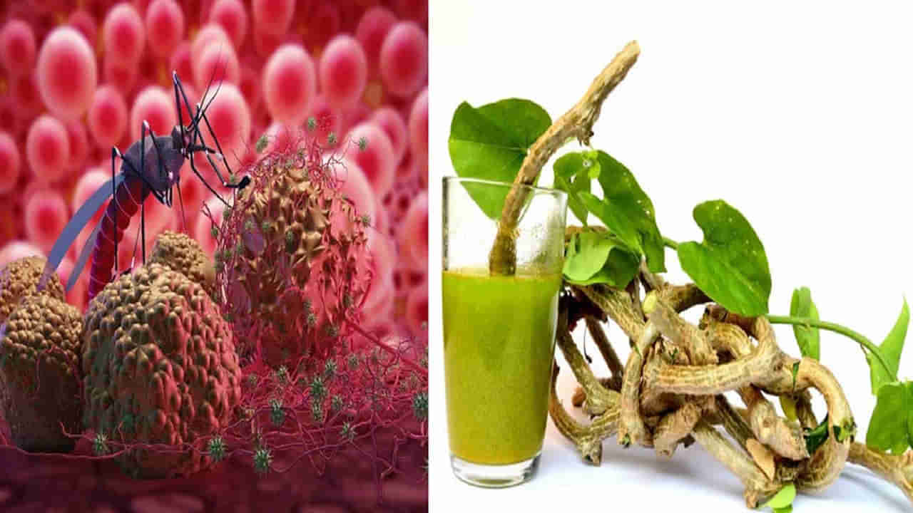 Dengue Fever: డెంగ్యూ జ్వరాన్ని తగ్గించే ఆయుర్వేద సులభ చికిత్సలు.. ఎలా ఉపయోగించాలో తెలుసా..