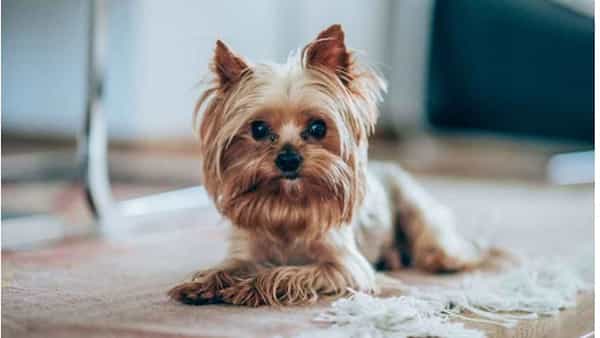 Diabetes in Pets: మనుషులకే కాదు పెంపుడు జంతువులకు కూడా డయాబెటిస్! లక్షణాలు ఇలా ఉంటాయి..