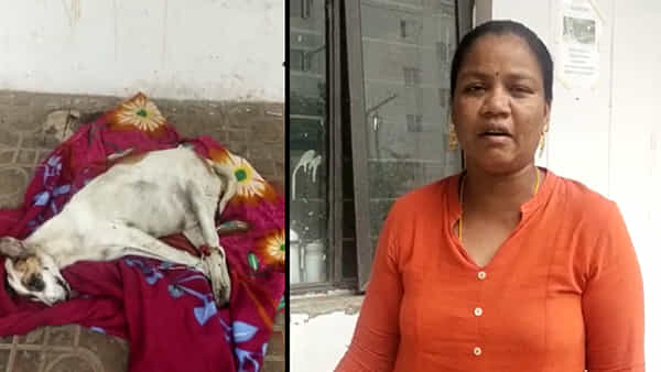 Ap News: వైద్యుల నిర్లక్ష్యంలో వీధి కుక్క మృతి.. ఆ మహిళ చేసిన పనికి అంతా షాక్..!