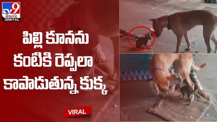 పిల్లి కూనను కంటికి రెప్పలా కాపాడుతున్న కుక్క !! మూగజీవుల స్నేహానికి స్థానికులు ఫిదా పిల్లి కూనను కంటికి రెప్పలా కాపాడుతున్న కుక్క !! మూగజీవుల స్నేహానికి స్థానికులు ఫిదా