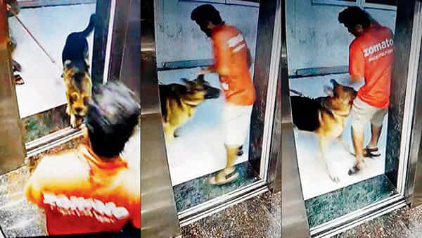 Viral Video: ఫుడ్ డెలివరీ బాయ్కు షాకింగ్ అనుభవం.. సడెన్గా అటాక్ చేసిన కుక్క.. ఏకంగా అక్కడ పట్టేయడంతో..