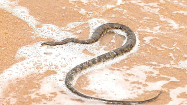 Andhra Pradesh: విశాఖలో వింత పాము హల్చల్.. ఇలాంటి పామును మీరెప్పుడైనా చూశారా?