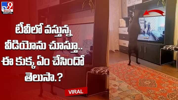 టీవీలో వస్తున్న వీడియోను చూస్తూ.. ఈ కుక్క ఏం చేసిందో తెలుసా !! టీవీలో వస్తున్న వీడియోను చూస్తూ.. ఈ కుక్క ఏం చేసిందో తెలుసా !!