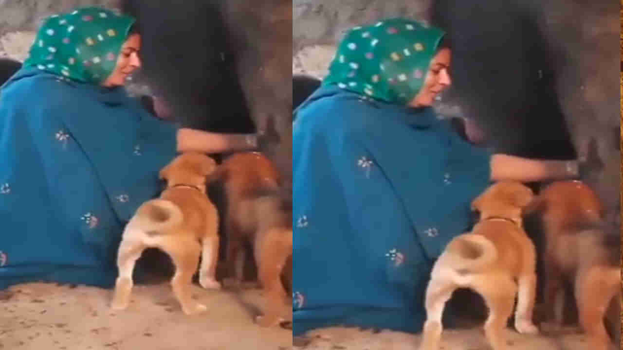 Video Viral: కుక్క పిల్లలకు గేదె పాలు పడుతున్న మహిళ.. మనసు దోచుకుంటున్న వీడియో.. సోషల్ మీడియాలో వైరల్