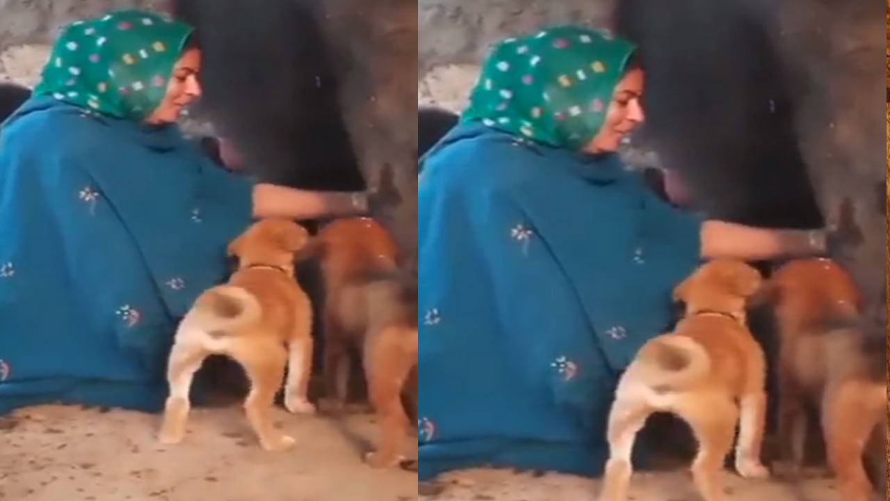 Video Viral: కుక్క పిల్లలకు గేదె పాలు పడుతున్న మహిళ.. మనసు దోచుకుంటున్న వీడియో.. సోషల్ మీడియాలో వైరల్