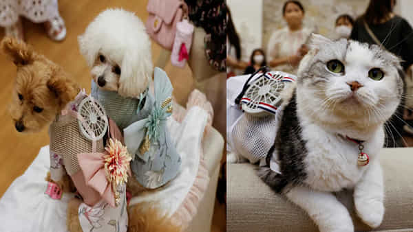 Pets Dress: వారెవ్వా ఏం ఐడియా గురూ.. పెంపుడు జంతువుల కోసం వెరైటీ డ్రస్.. దీని ఉపయోగమేంటో తెలుసా?